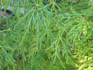 Acer palmatum Dissectum Viride