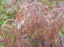 Acer palmatum Inaba shadire