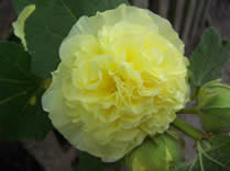Alcea rosea yellow