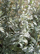 Artemisia stelleriana Valerie Finnis