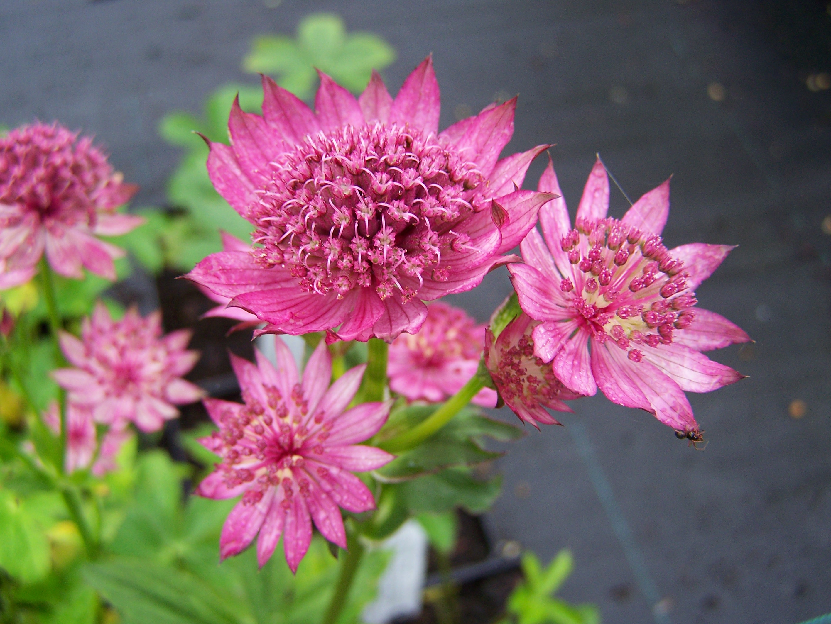 astrantia roma major pink perennial flowers plant claret catalogue green 90cm 45cm divided spread leaves mid height