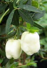 Billadera longifolia Fructo albo
