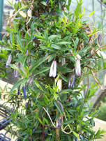 Billaderia longifolia