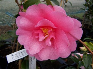 Camellia Elegant Beauty