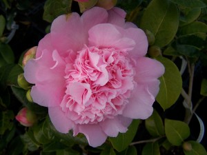 Camellia Elsie Jury