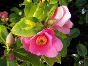 Camellia Golden Spangles