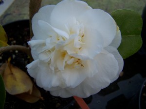 Camellia Nobilissima