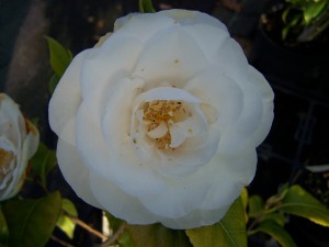 Camellia Silver Anniversary
