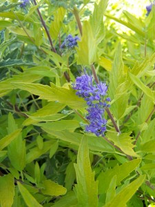 Caryopteris clandonensis Worcester Gold