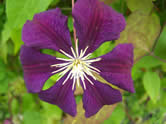 Clematis Etoile Violette