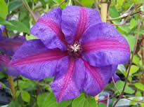 Clematis Mrs N Thompson