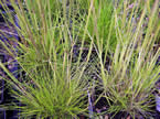 Phalaris arundinacea Picta