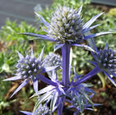 Eryngium bourgatii Picos Blue