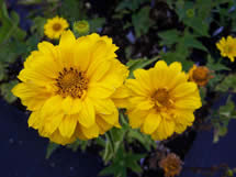 Heliopsis Sommersonne