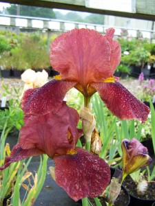 Iris Quechee