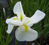 Iris ensata Higo White