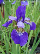 Iris sibirica  Blue King