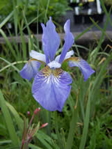 Iris sibirica Papillon