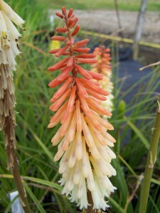 Kniphofia Toffee Nosed