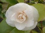 Camellia japonica Mathotiana Alba