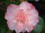 Camellia japonica Nuccios Jewel