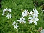 Campanula lactiflora white