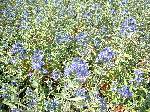 Caryopteris x clandonensis Kew Blue