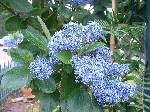 Ceanothus arboreus Trewithen Blue