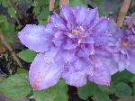 Clematis Vyvyan Pennell