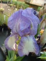 Iris Blue Shimmer