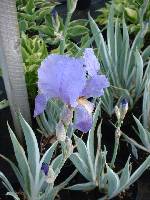 Iris pallida Argenteovariegata