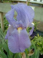 Iris pallida pallida