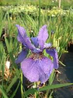 Iris sibirica Tycoon
