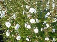 Phlox maculata Omega