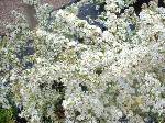Pyracantha flowers