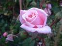 Rosa Blossomtime