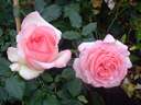 Rosa Eden Rose 