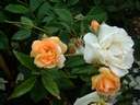 Rosa Gardenia