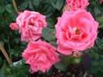 Rosa Morning Jewel 