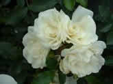 Rosa White Flower Carpet