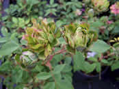 Rosa odorata Viridiflora
