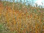 Salix alba Britzensis