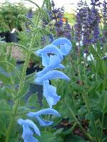 Salvia patens Cambridge Blue