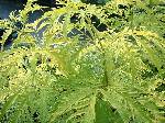 Sambucus racemosa Sutherland Gold