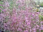 Thalictrum delavayii Hewitts Double