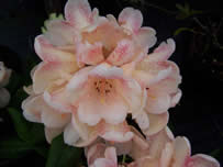 Rhododendron Firelight