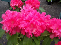 Rhododendron Jean Marie Montague