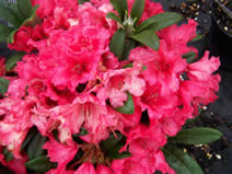 Rhododendron Titian Beauty
