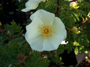Rosa pimpinellifolia Dunwich Rose