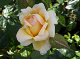 Rosa Apricot Silk